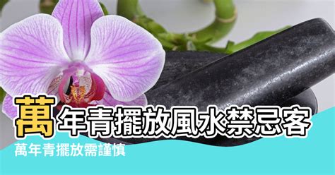 白玉萬年青風水|萬年青擺放風水禁忌：怎樣擺放才能招財進寶？【萬年。